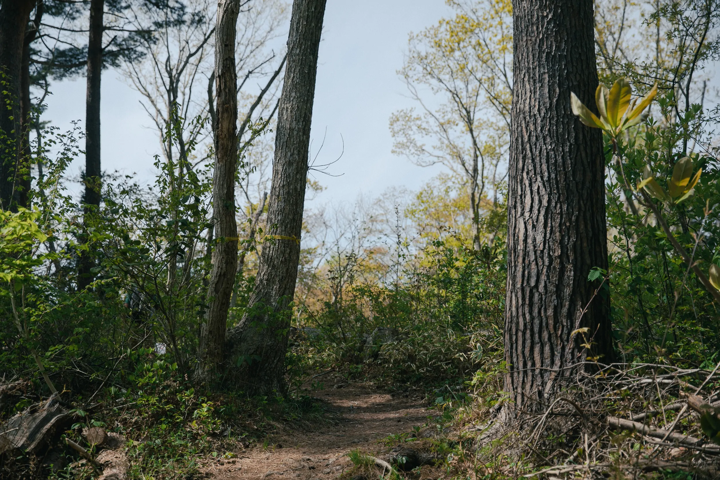 Michinoku Coastal Trail