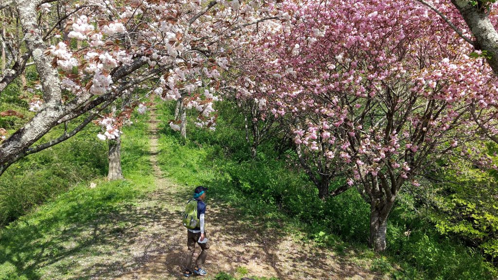 満開の桜と俺