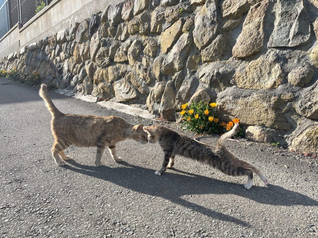 長渡浜