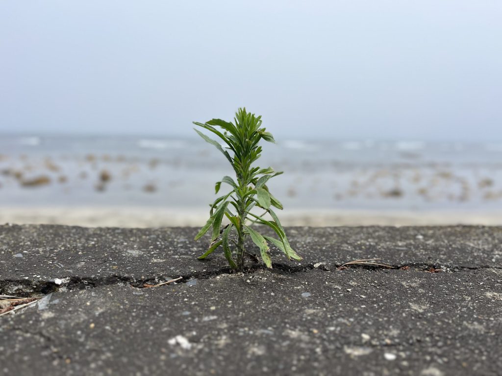 withstanding the odds
