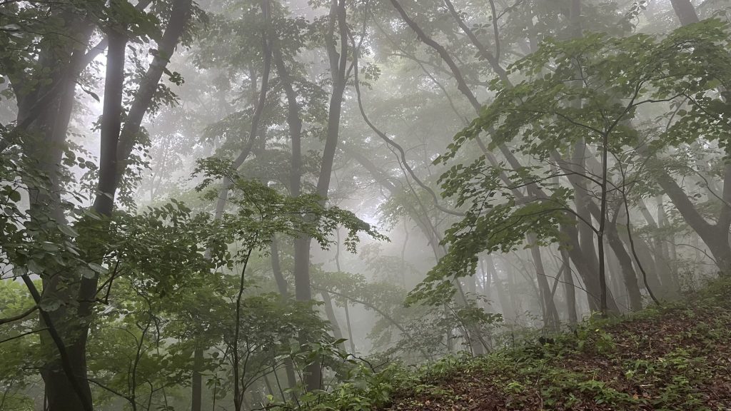 Walking in the mist