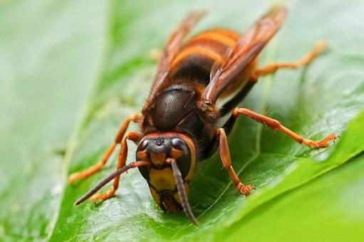 危険生物について「スズメバチ編」