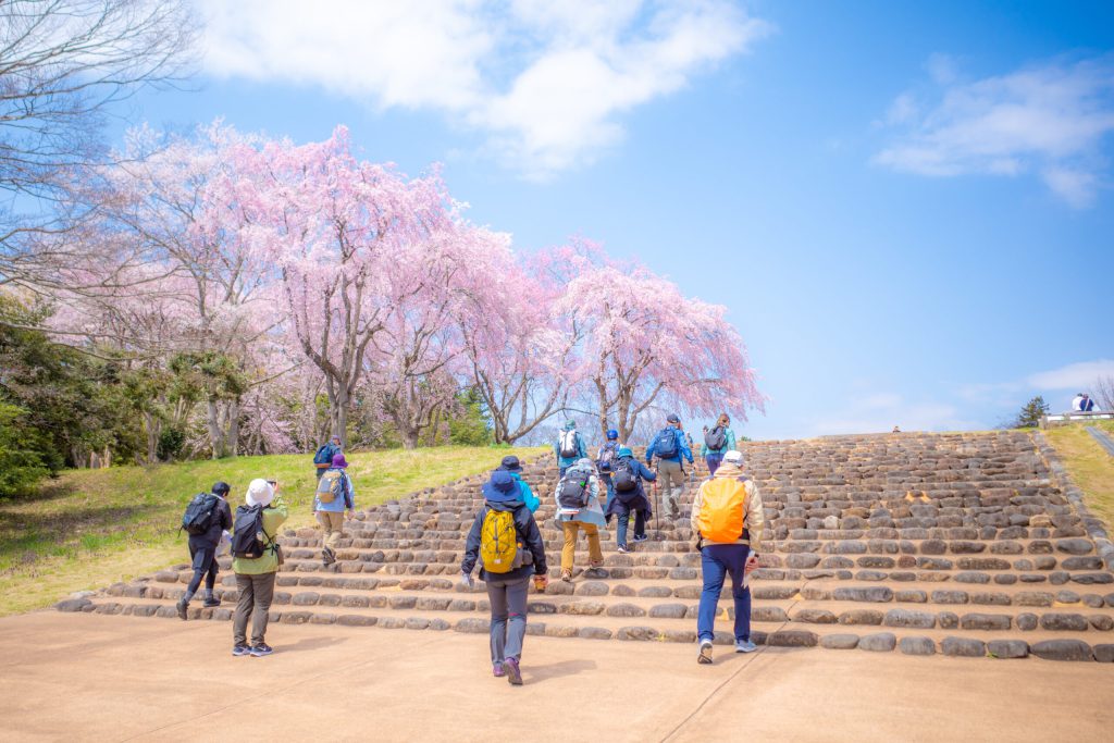 古都の桜