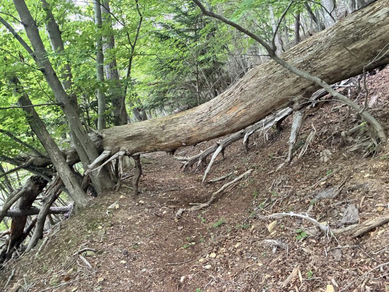 安全に歩くために ― 危険木(倒木・かかり木・落枝)に注意―