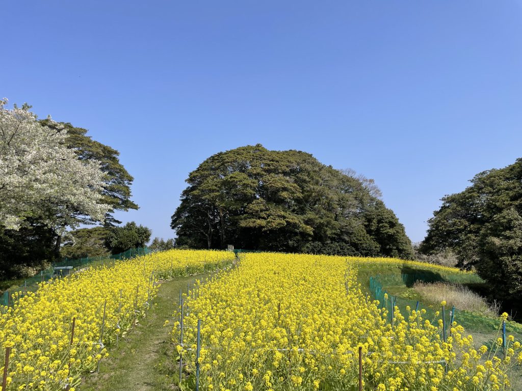秘密の菜の花畑