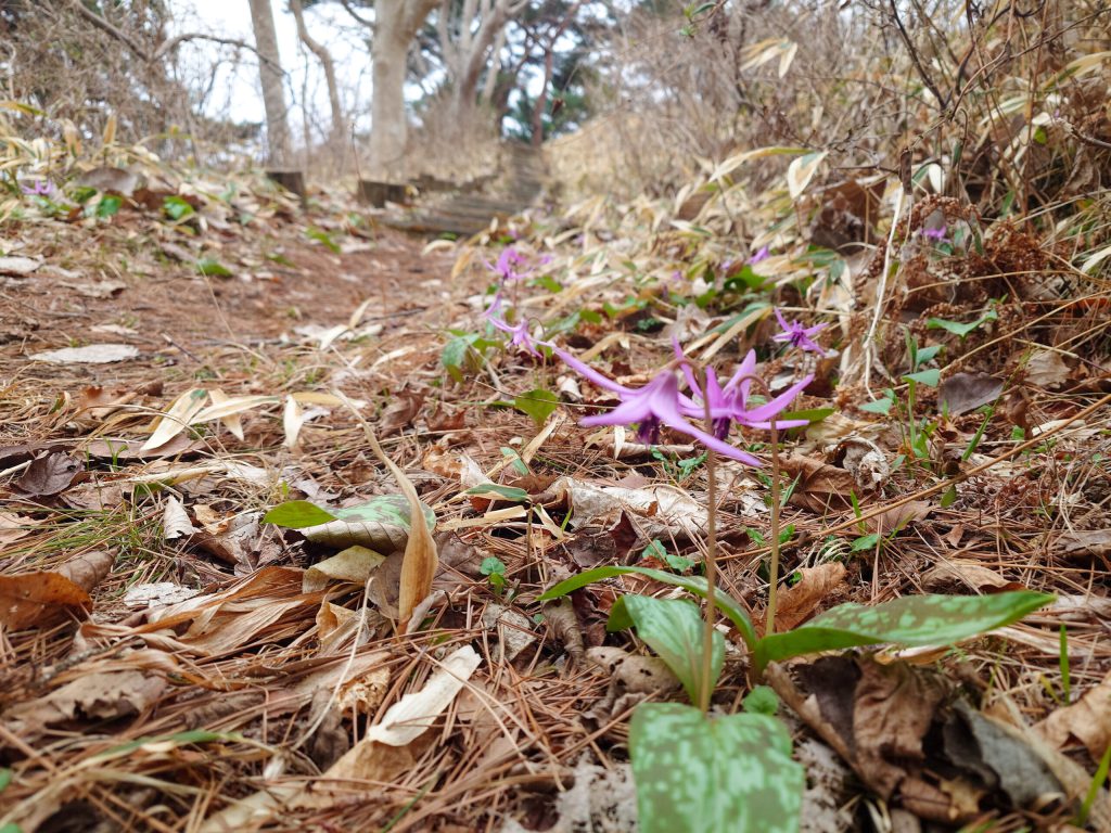 The Path Where Erythronium Flowers Bloom