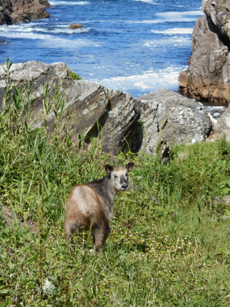 The Serow and the Sea