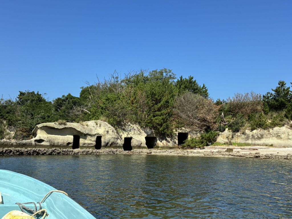 浦戸諸島のボラ